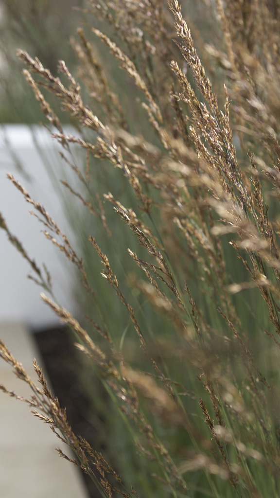 Close up shot of wheat