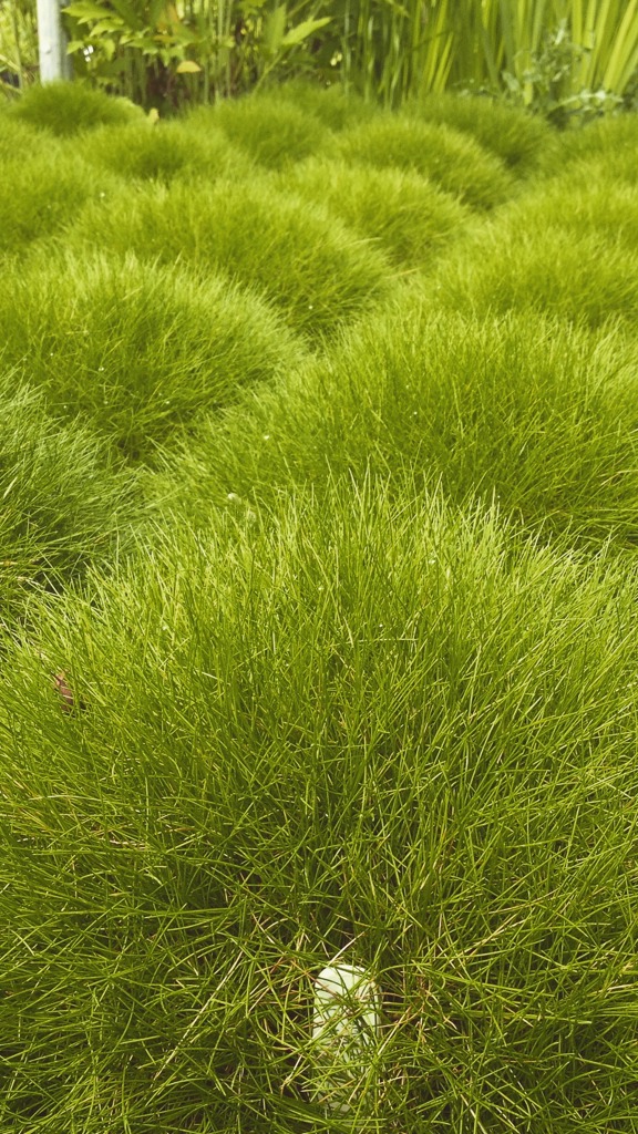 Grass bed in our Japanese Garden Inspiration